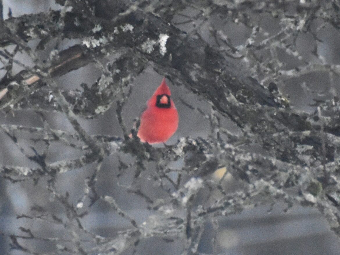Techniques for Winter Backyard Photography