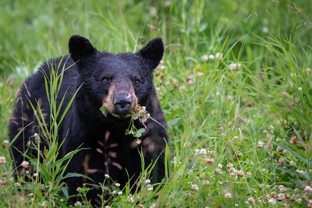 How to Read Animal Behavior Before You Press the Shutter